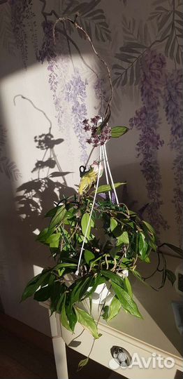 Хойя Ред буттон (ред баттон)