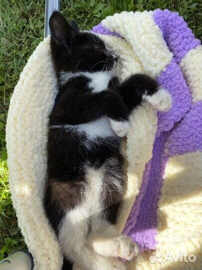 Котик около двух месяцев ищет семью