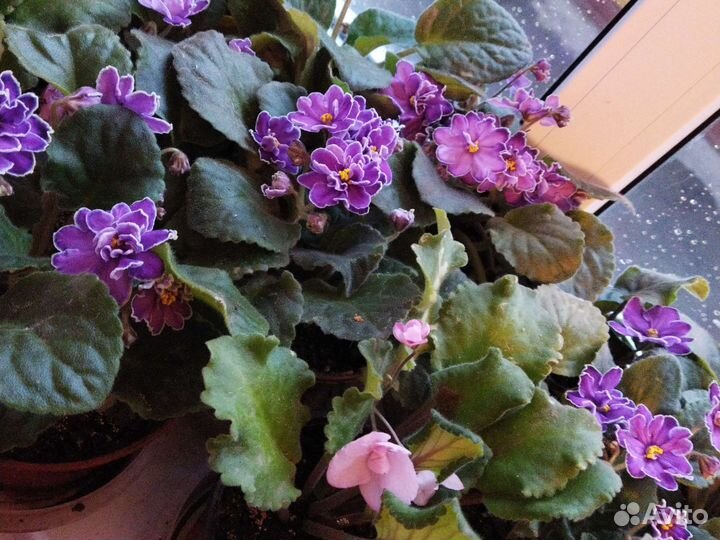 Фиалка в горшках