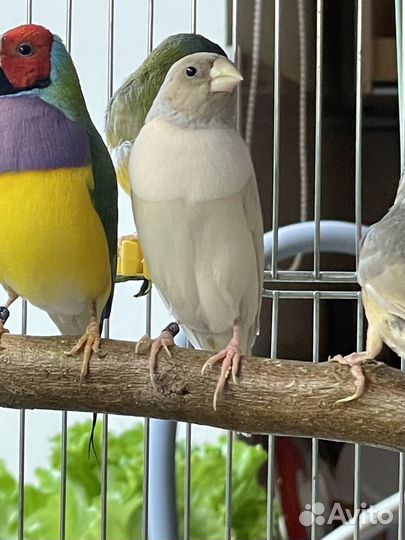 Амадины Гульда