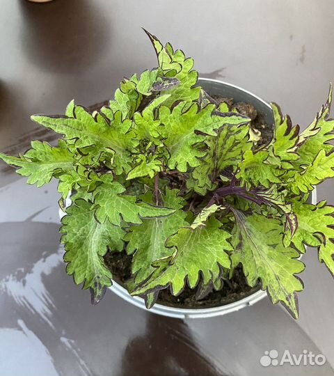 Колеусы сортовые