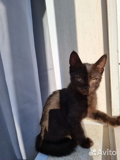 Котенок черный мальчик 2,5 месяца