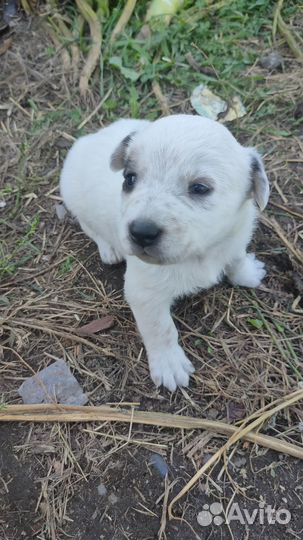 Щенки дворняжки