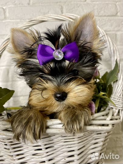 Йоркширский терьер