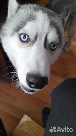 Сибирский хаски