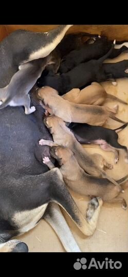 Щенки Хортой борзой