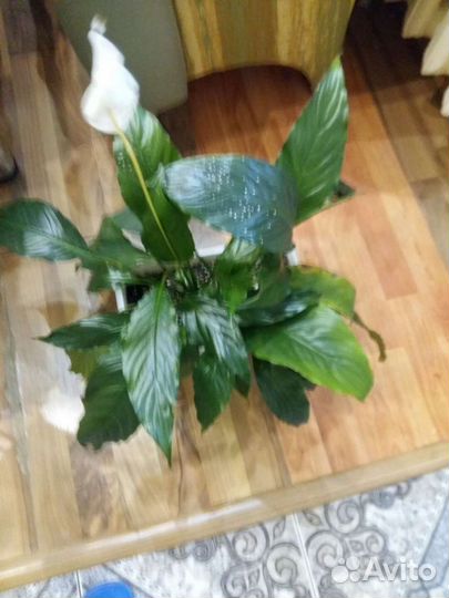 Герань пеларгония