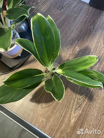 Аглаонема Вайт Лайм