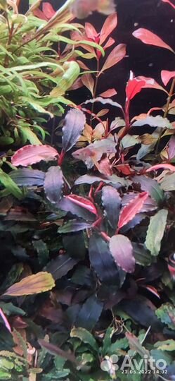 Буцефаландры