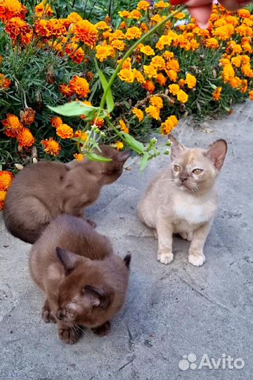 Бурманская девочка