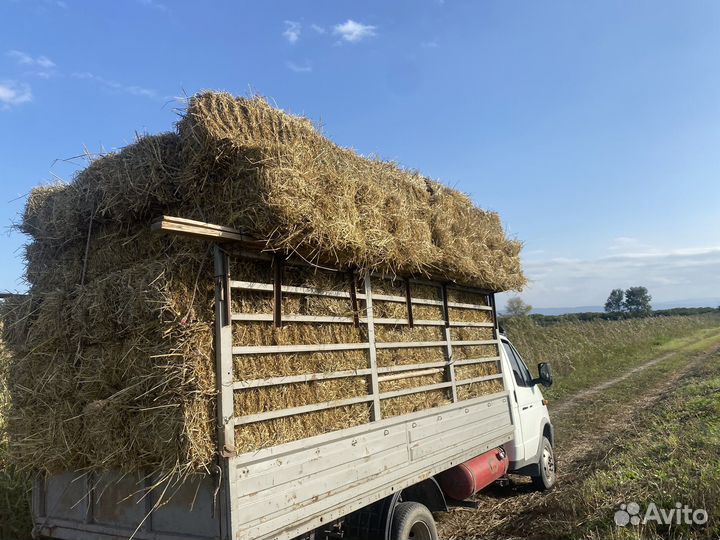 Сено солома рисовая доставкой