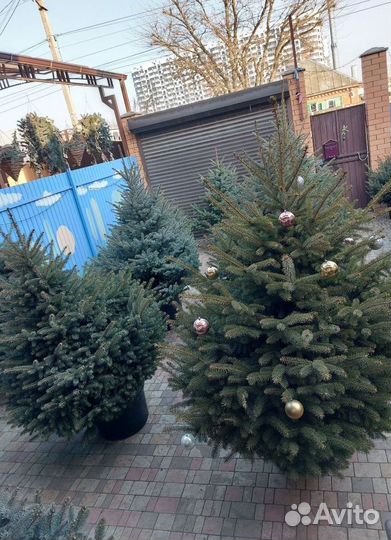 Ель Живая саженец 1м