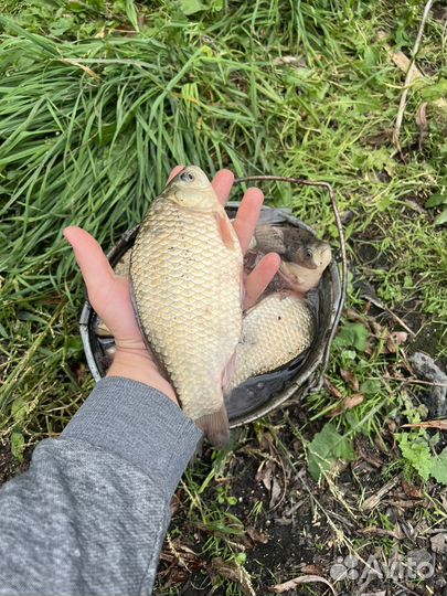 Живой карась