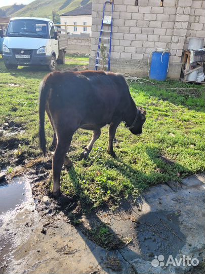 Телята,бычок