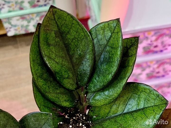 Замиокулькас черный 