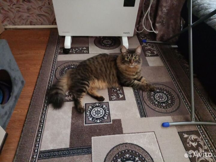 Кот в добрые руки