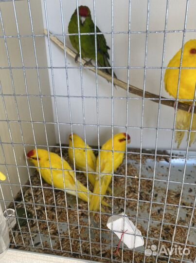 Попугай и аксесуары