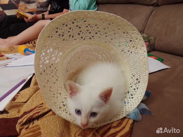 Котик беленький