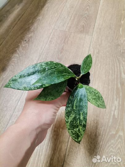 Комнатные цветы, хойя