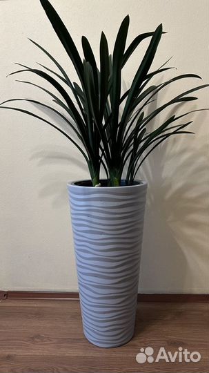 Комнатные растения большие