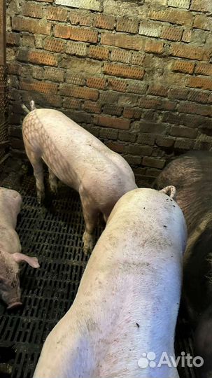 Поросята породы пьетрен