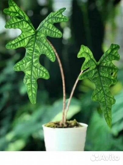 Алоказия Жаклин