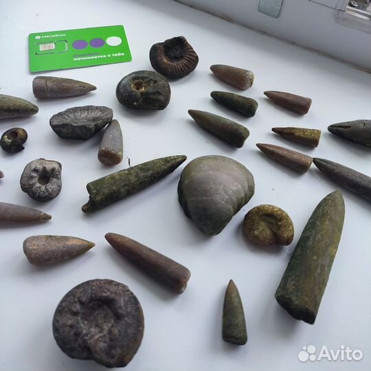 Окаменелости