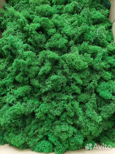 Мох Ягель Кочка стабилизированный