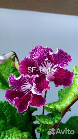 Стрептокарпус