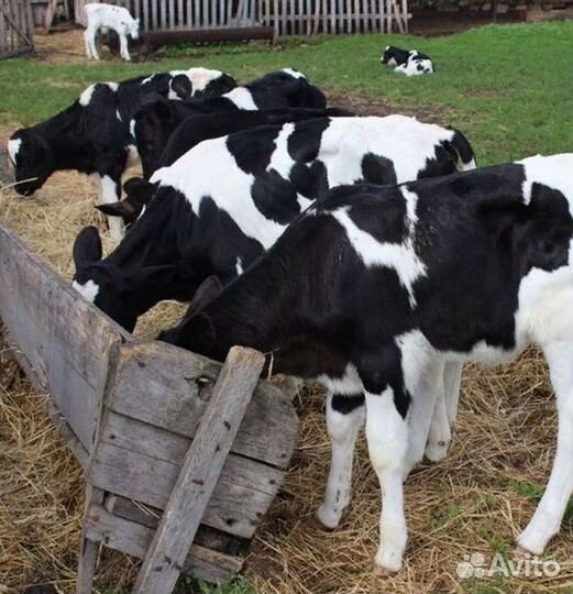 Бычки 1-2 мес
