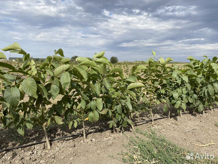 Грецкий орех саженцы 3-х летки