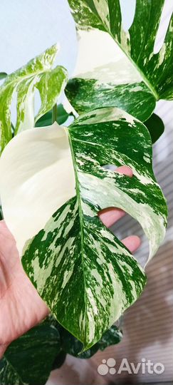 Монстра alba 130 см