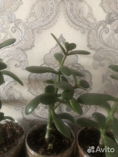 Денежное дерево