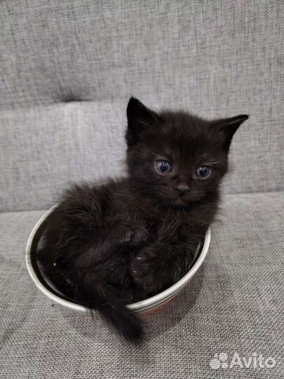 Кошки в добрые руки бесплатно