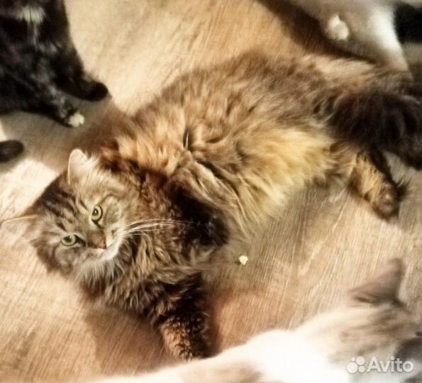 Котик Лаки