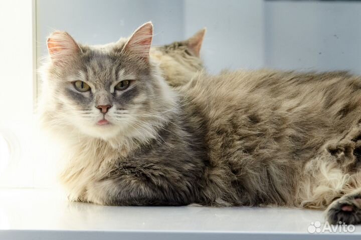 Кошечка без зубок ищет дом