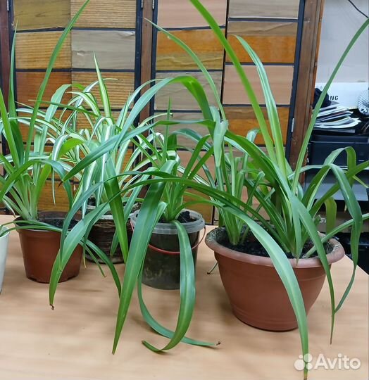 Хлорофитум