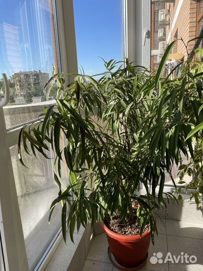 Огромные фикусы Бенджамина и Али