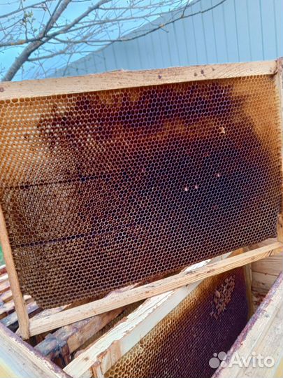 Сушь пчелиная