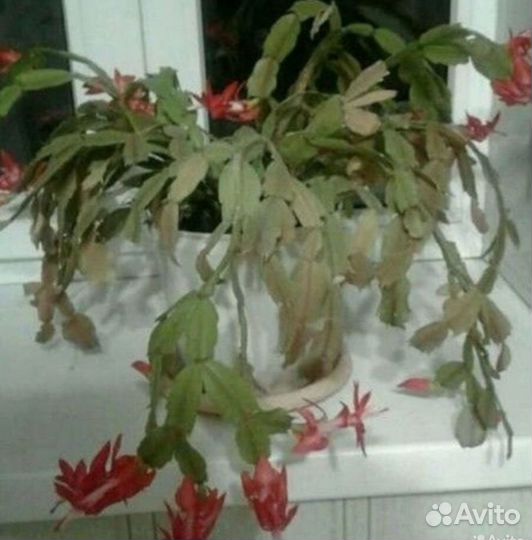 Комнатные растения