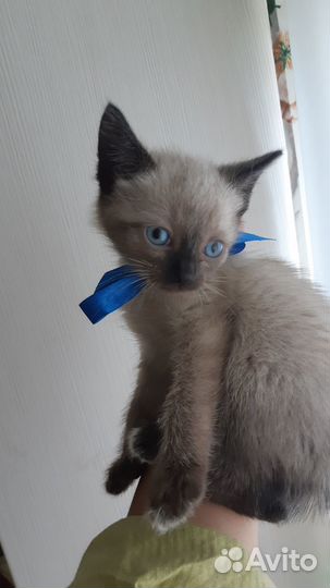 Котята в добрые руки,бесплатно