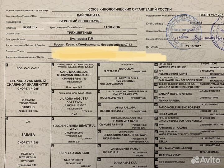 Кобель для вязки