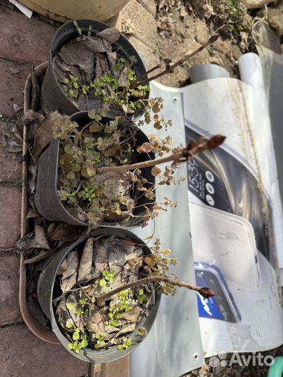 Саженцы каштан, дерево декоративное