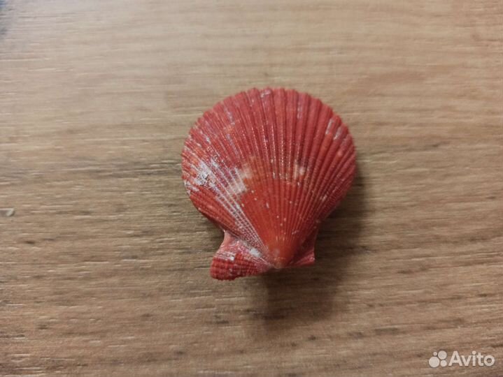Морская раковина
