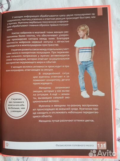 Мозг человека