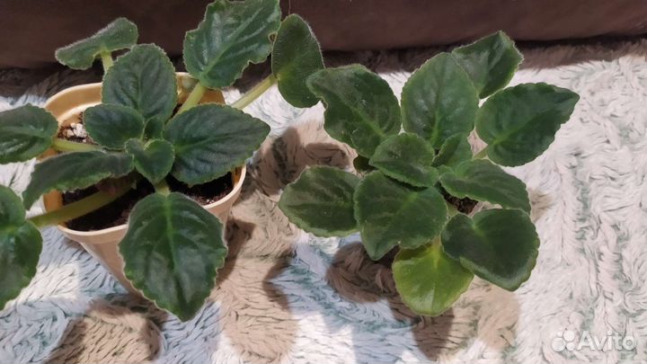 Детки сортовых фиалок