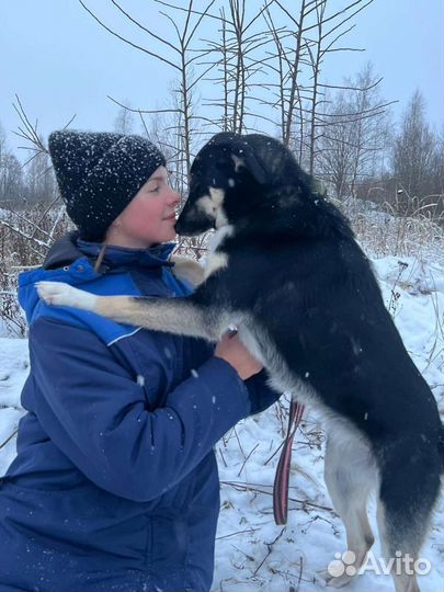 Кэтти собачка для семьи