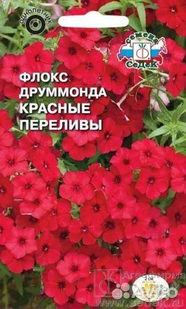 Семена Флокс Друммонда большой выбор доставка