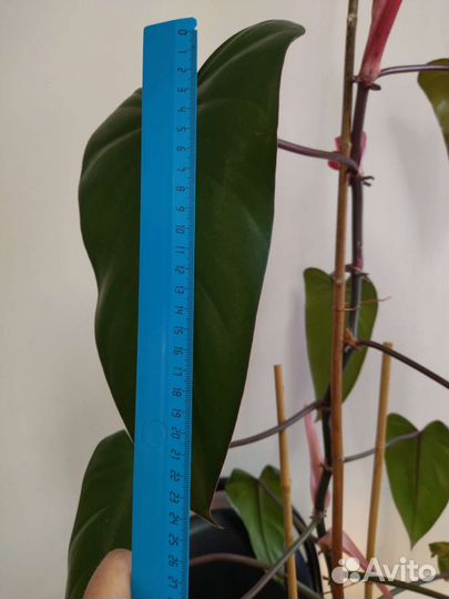 Филодендрон