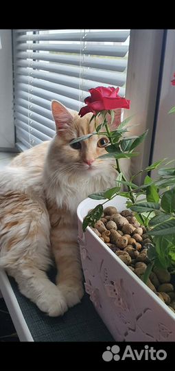 Коты для вязки